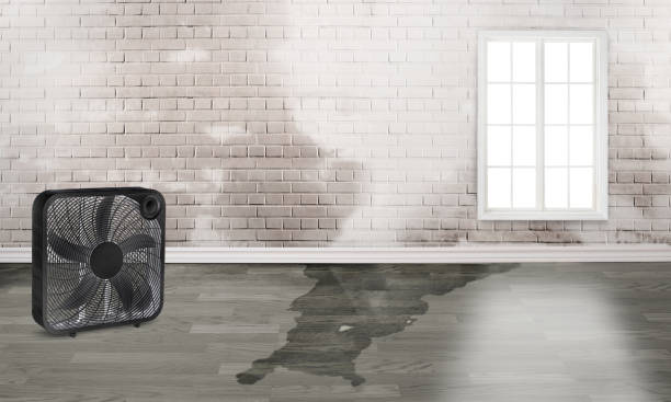 Best Water damage restoration experts  in Los Fresnos, TX