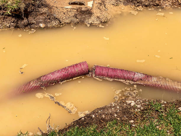 Best Basement water damage restoration  in Los Fresnos, TX